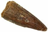 Juvenile Fossil Spinosaurus Tooth - Real Dinosaur Tooth #348707-1
